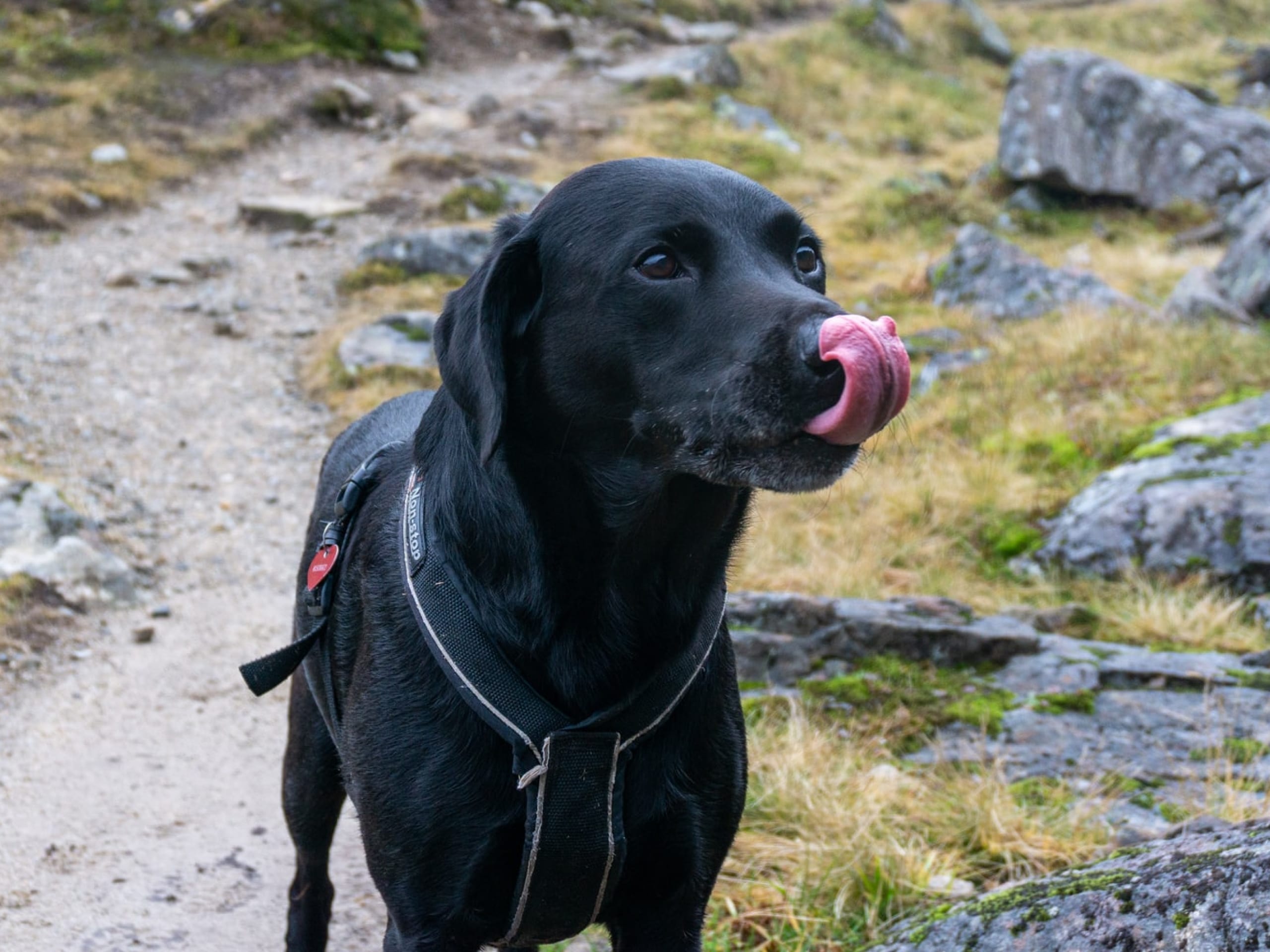 How Long Does It Take Probiotics To Work In Dogs